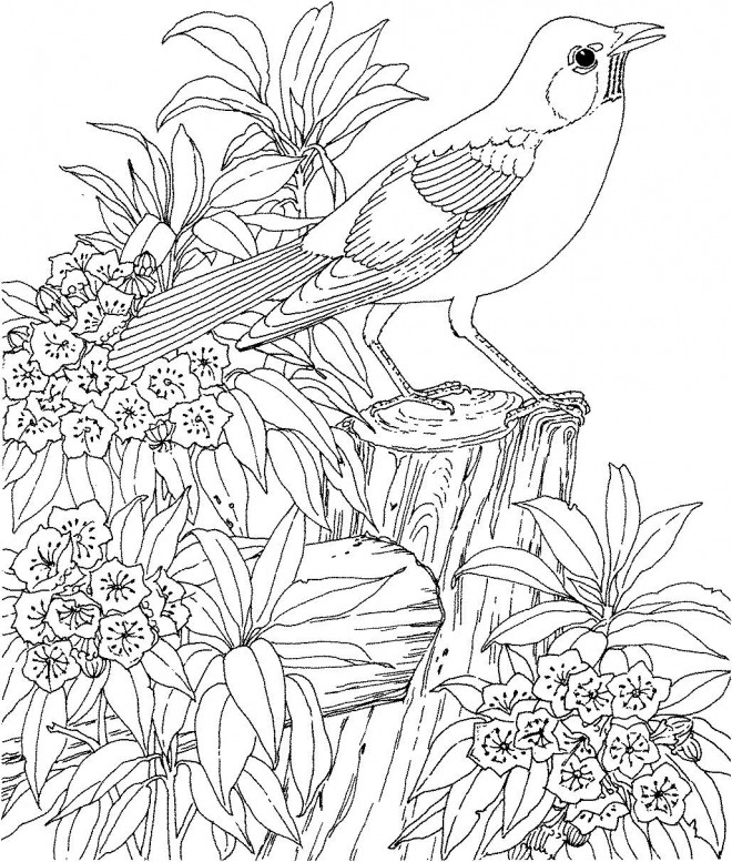 Coloriage Paysage De Oiseau Pour Adultes Dessin Gratuit À serapportantà Coloriage Adulte À Imprimer Gratuit