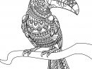 Livre Gratuit Toucan - Oiseaux - Coloriages Difficiles pour Cahier De Coloriage Adulte À Imprimer Pdf