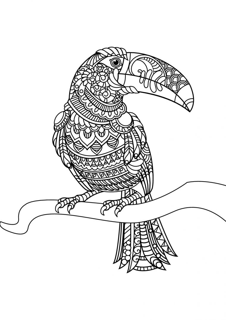 Livre Gratuit Toucan – Oiseaux – Coloriages Difficiles pour Cahier De Coloriage Adulte À Imprimer Pdf