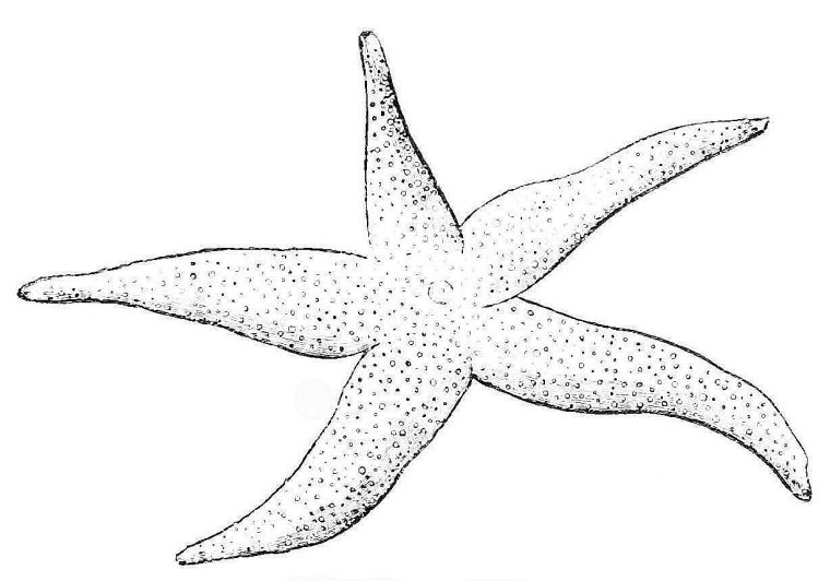 sea star coloring page