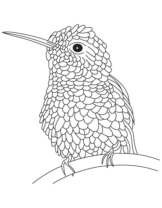 cute hummingbird coloring pages cute hummingbird coloring pages