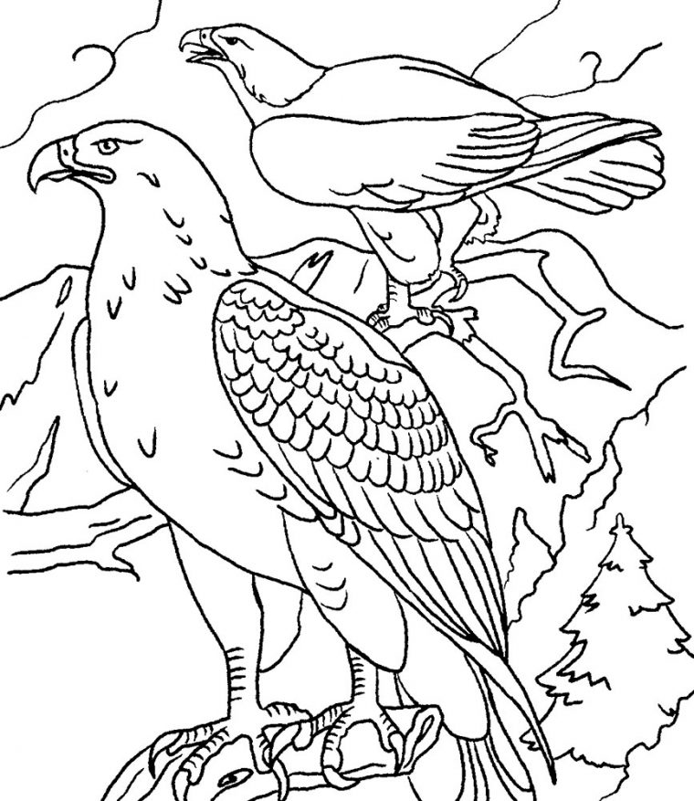 eagle color page