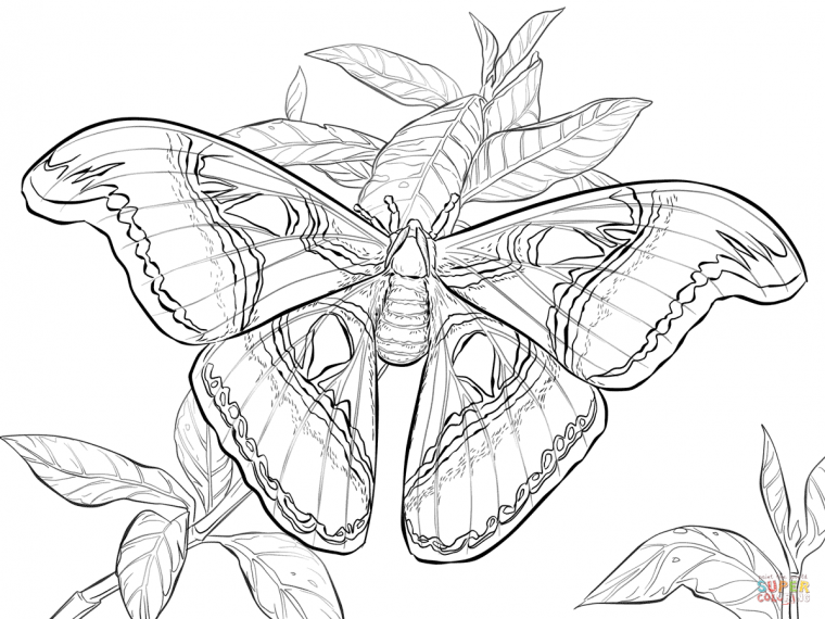 realistic insect coloring pages