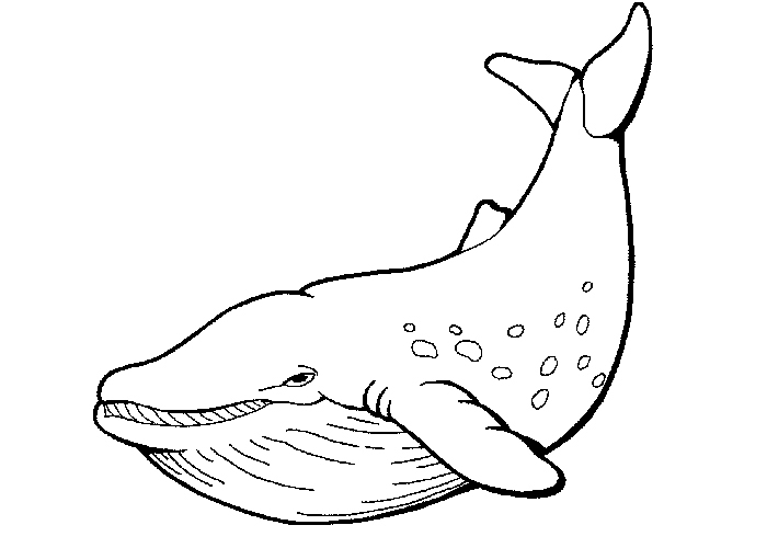 247 Dessins De Coloriage Baleine À Imprimer Sur Laguerche concernant Dessin Baleine Facile