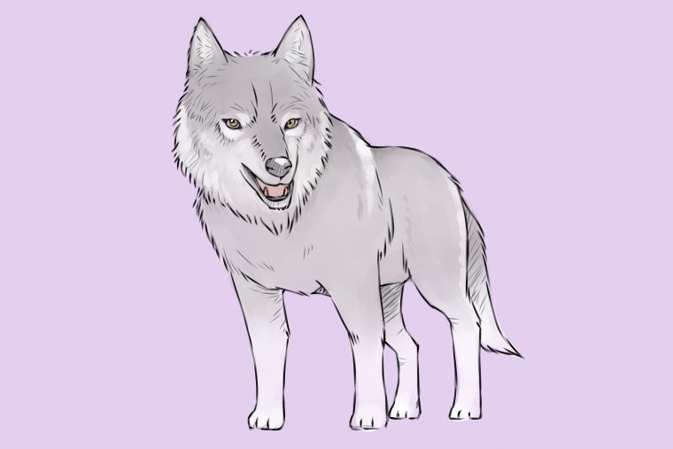 4 Manières De Dessiner Un Loup – Wikihow tout Dessiner Une Tête De Loup