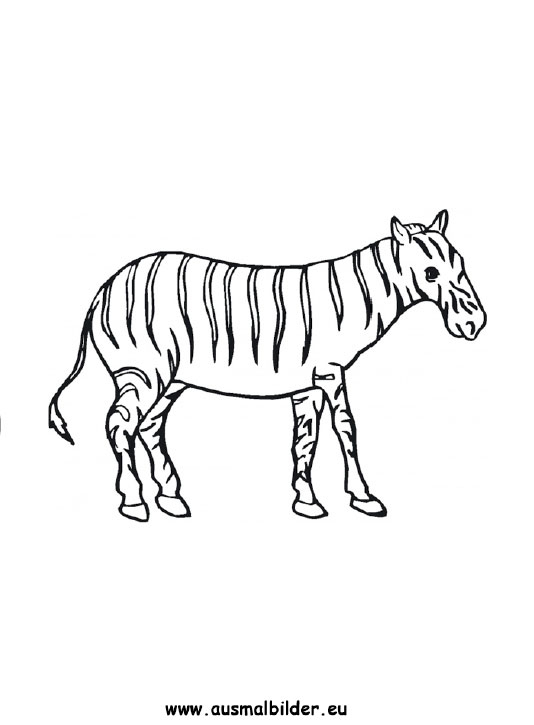 Ausmalbild Zebra Zum Ausdrucken intérieur Zebra Zum Ausmalen
