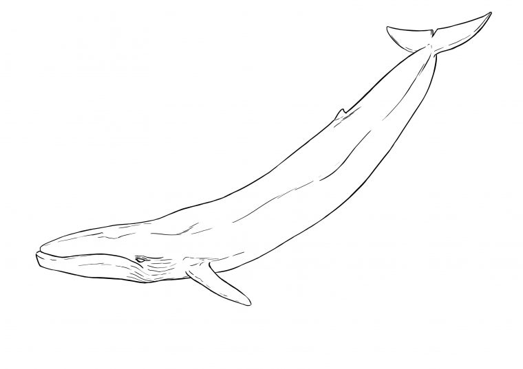 Baleine Dessin Realiste – Dessin Facile Pour Les Enfants destiné Dessin Baleine Facile