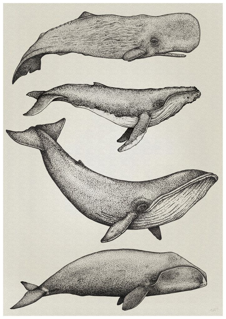 Baleine Dessin Realiste – Dessin Facile Pour Les Enfants tout Dessin Baleine Facile