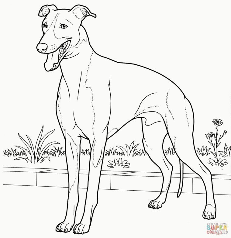 Cartoon Vector Outline Illustration Labrador Retriever Dog destiné Dessin Labrador Facile