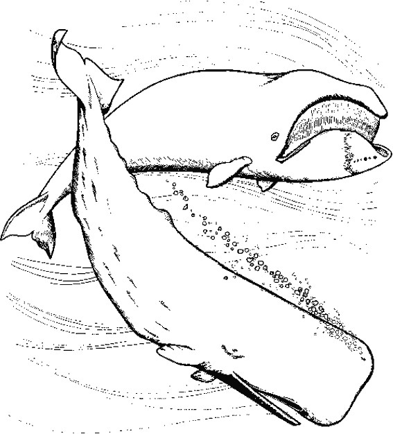Coloriage Baleine Réaliste Dessin Gratuit À Imprimer dedans Dessin Baleine Facile