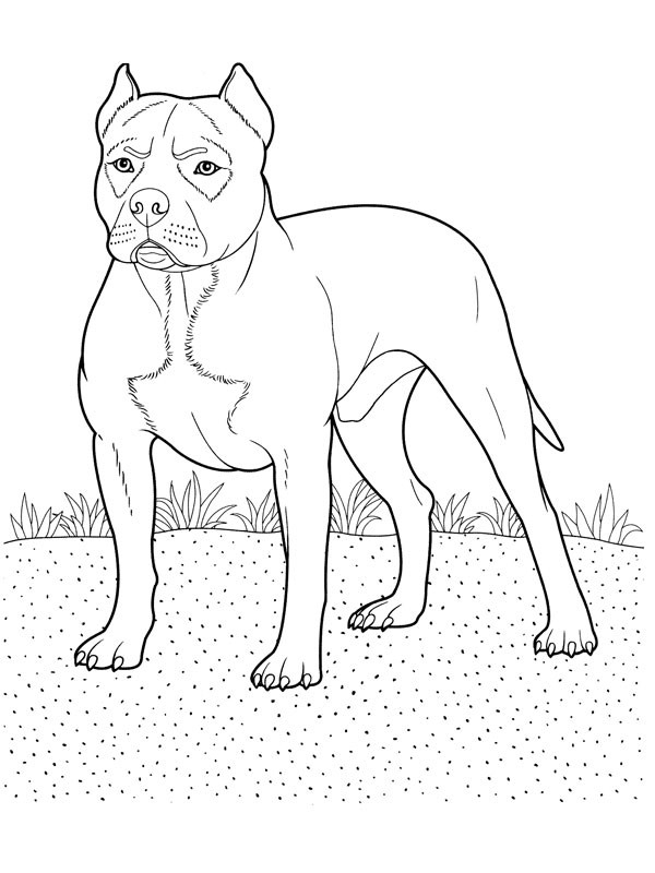 Coloriage Chien Pitt Bull Dessin Gratuit À Imprimer encequiconcerne Coloriage De Chien Trop Mignon A Imprimer