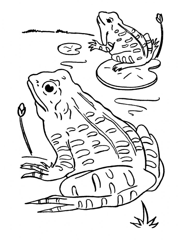 Coloriage De Grenouille À Telecharger Gratuitement concernant Grenouille Dessin Facile