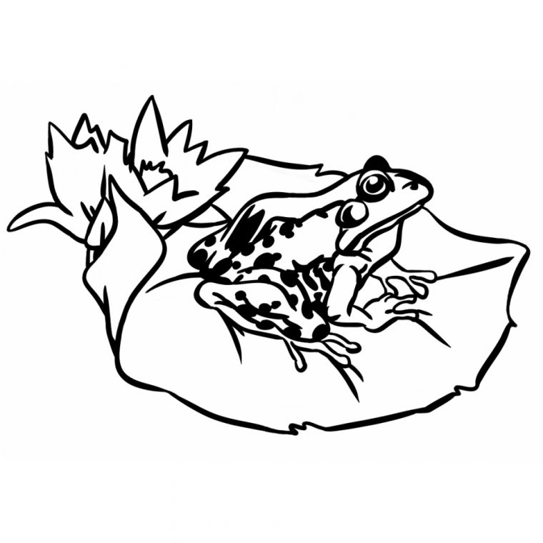 Coloriage Feuille De Nenuphar Et Grenouille À Imprimer concernant Grenouille Dessin Facile