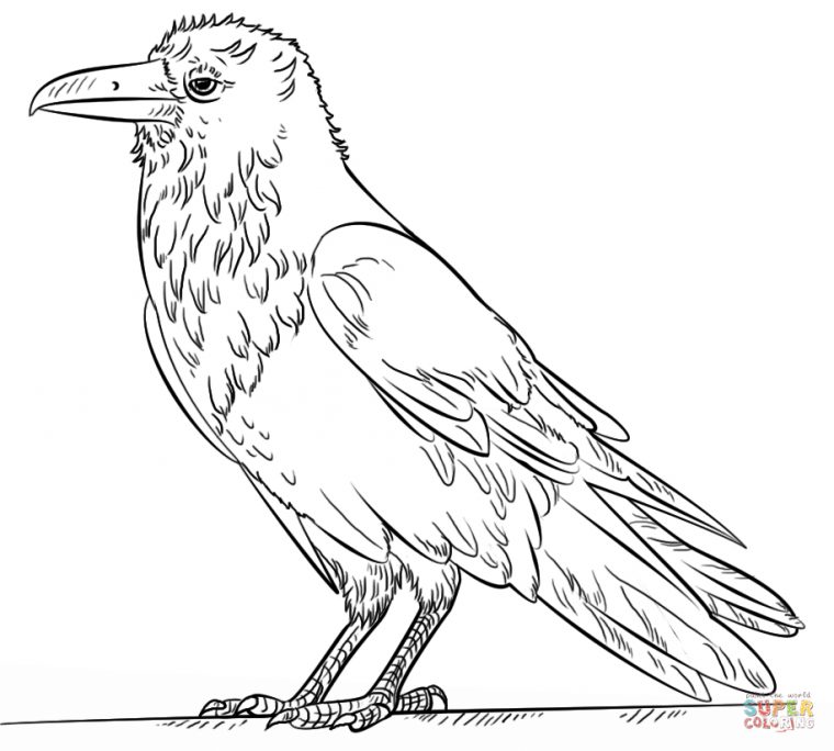 Coloriage - Grand Corbeau | Coloriages À Imprimer Gratuits encequiconcerne Comment Dessiner Un Corbeau