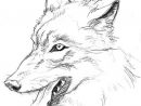 Coloriages À Imprimer : Loup, Numéro : 4012 à Loup Garou Dessin Facile