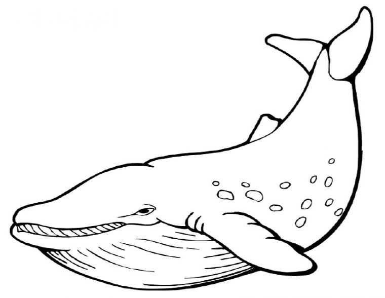 Coloriages Baleine (Animaux) – Page 2 – Album De Coloriages intérieur Dessin Baleine Facile