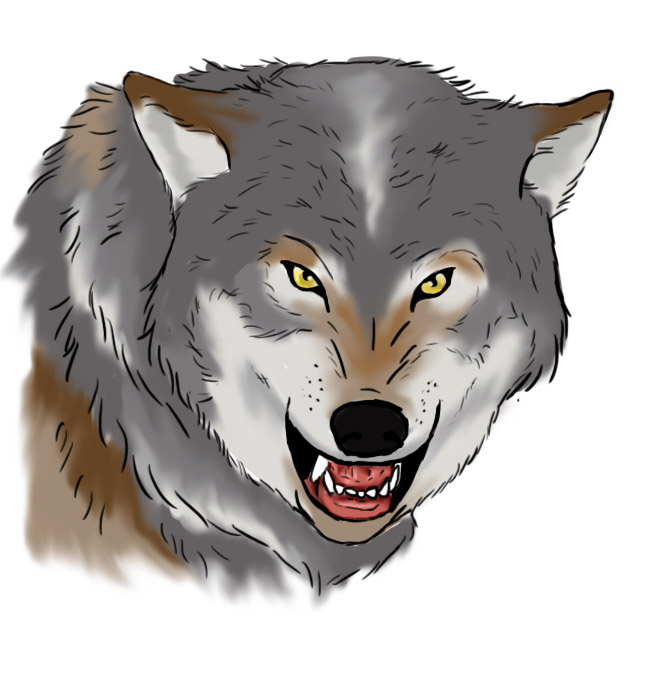 Comment Dessiner Un Loup ? – Crayons Et Pinceaux à Dessiner Une Tête De Loup