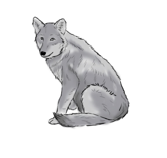 Comment Dessiner Un Loup ? – Crayons Et Pinceaux serapportantà Dessiner Une Tête De Loup