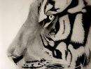 Comment Dessiner Un Tigre Blanc / Å ˆÉ©¬Æœªç¾Š È¿™Ä¸ªå¥½È intérieur Comment Dessiner Un Tigre