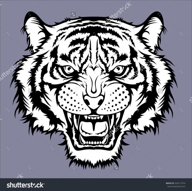 Comment Dessiner Un Tigre Blanc / Å ˆÉ©¬Æœªç¾Š È¿™Ä¸ªå¥½È tout Comment Dessiner Un Tigre