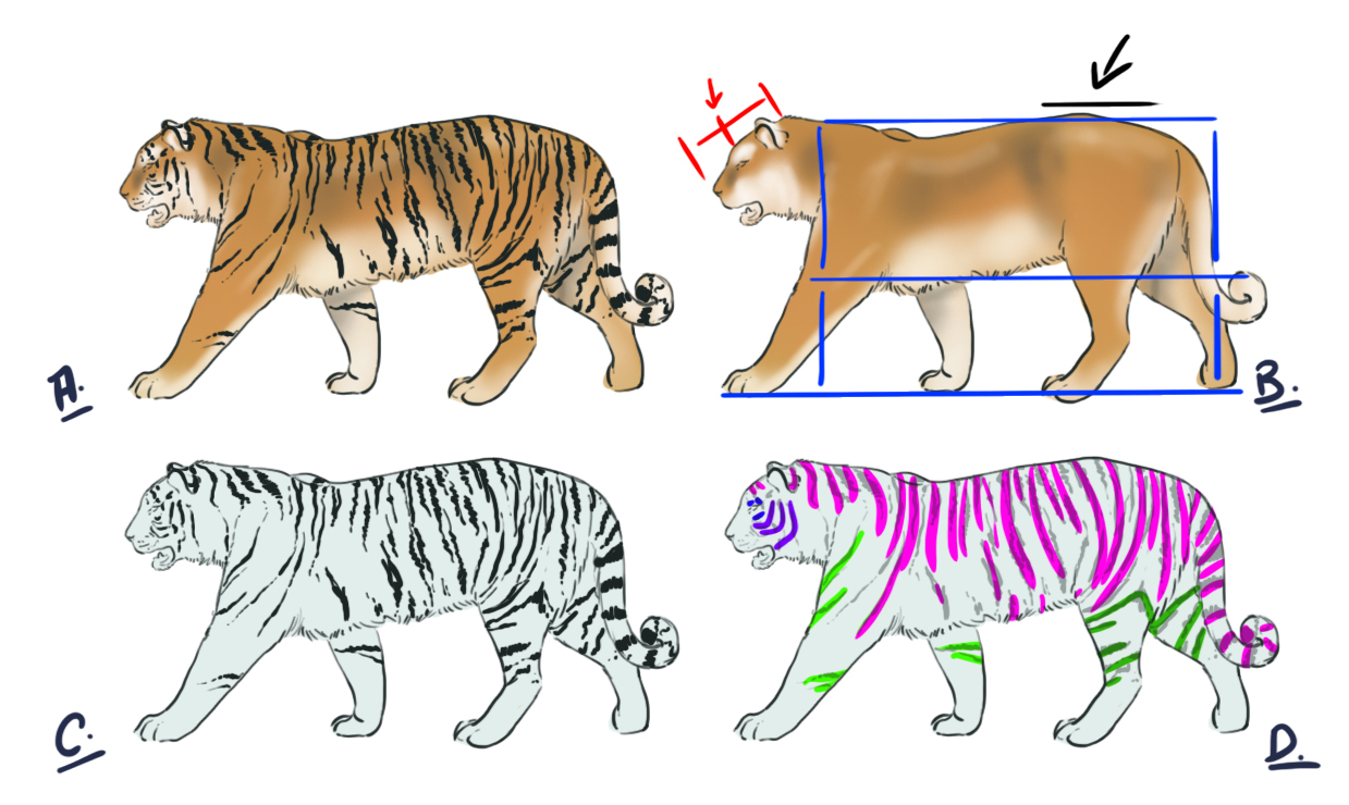 Comment Dessiner Un Tigre - Blog - Dessindigo serapportantà Comment Dessiner Un Tigre