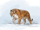 Comment Dessiner Un Tigre | Comment Dessiner Un Tigre dedans Comment Dessiner Un Tigre