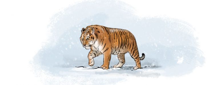 Comment Dessiner Un Tigre | Comment Dessiner Un Tigre dedans Comment Dessiner Un Tigre