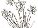Croquis De Fleur De Jonquille Ou De Narcisse Image à Coloriage Jonquille