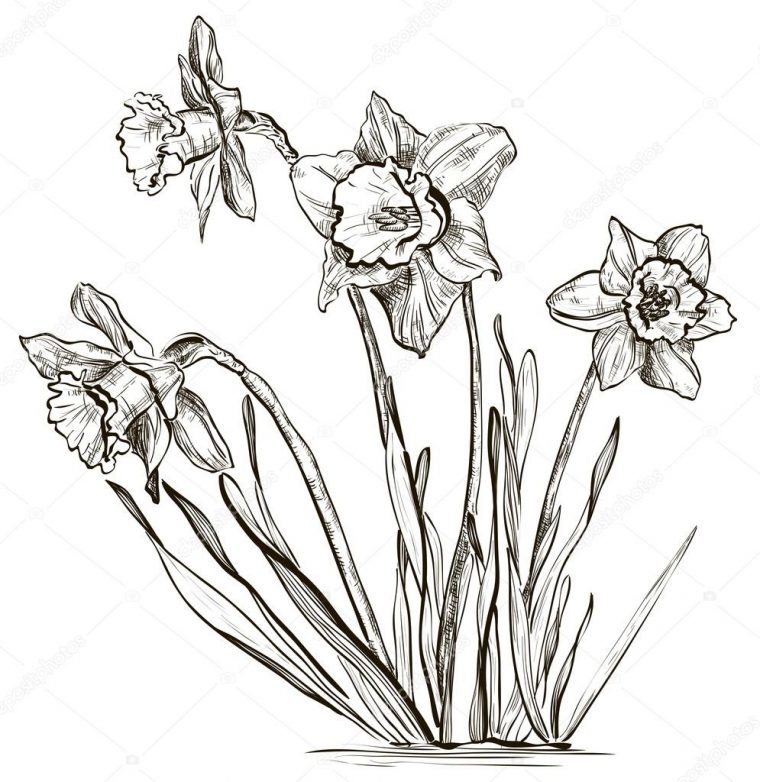 Croquis De Fleur De Jonquille Ou De Narcisse Image à Coloriage Jonquille