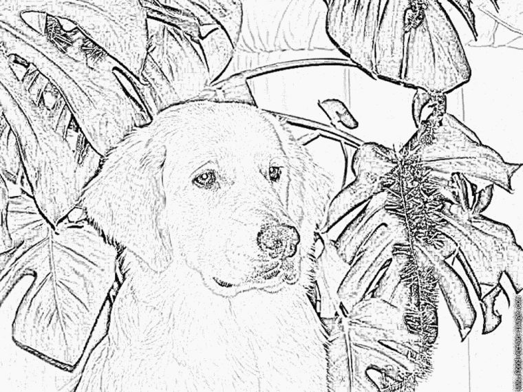 Dessin #1105 – Coloriage Labrador À Imprimer – Oh-Kids tout Labrador Dessin Facile