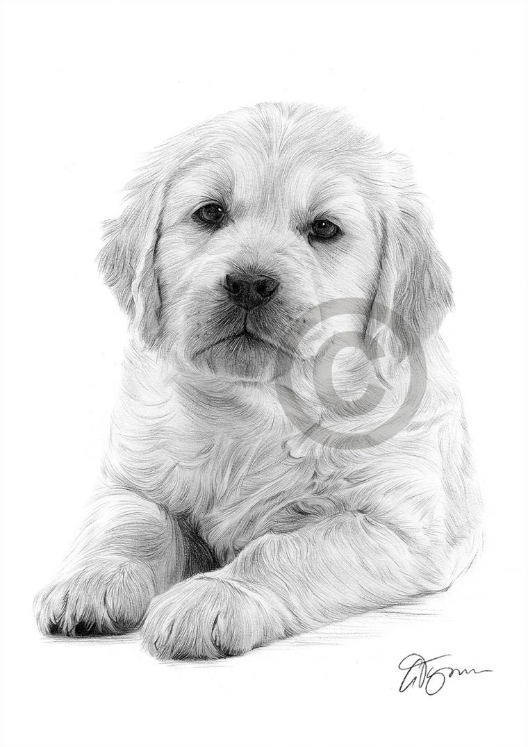 Dog Golden Retriever Puppy Pencil Drawing Print A4 Only pour Labrador Dessin Facile