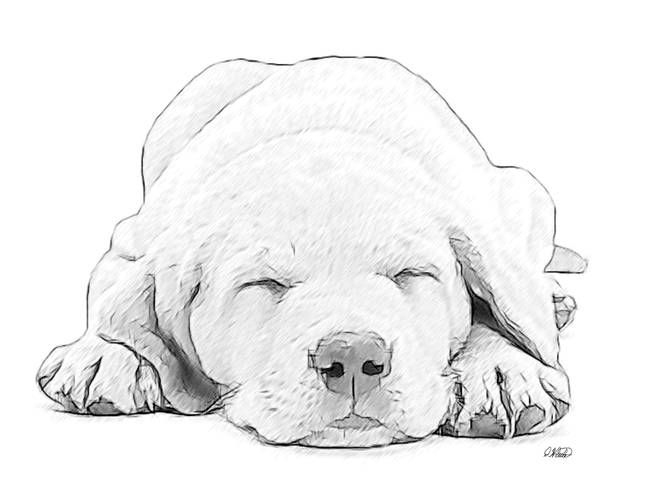 "Labrador Puppy Sketch " By Dean Wittle | Puppy Sketch intérieur Labrador Dessin Facile