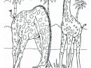 Malvorlage Giraffen | Ausmalbild 12534. | Zoo Animal intérieur Zebra Zum Ausmalen