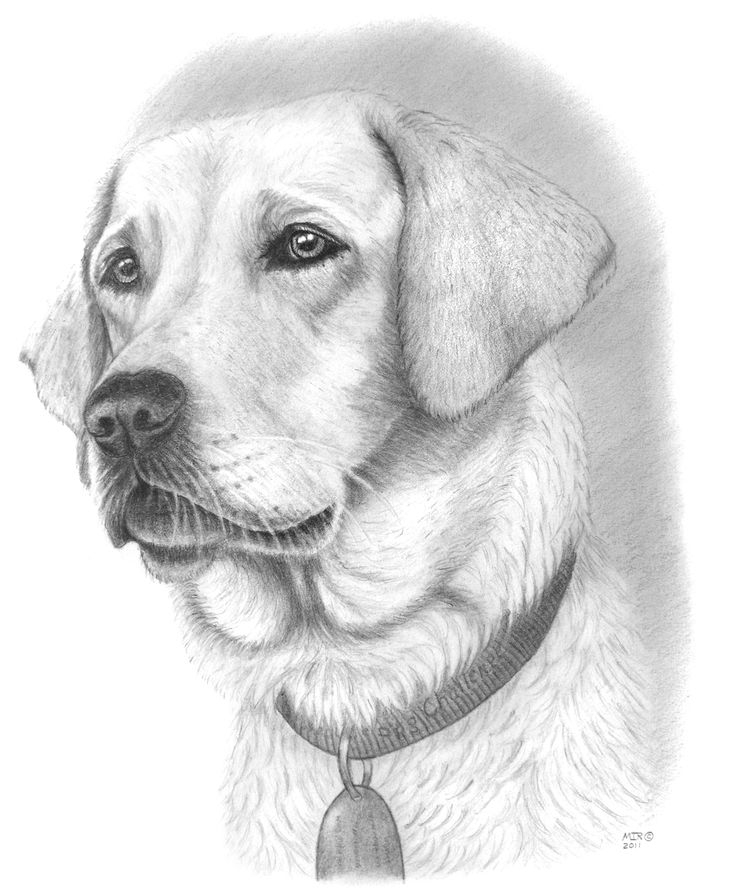 Pretty Dog Drawing | Dessin De Chien, Dessin Chien Facile dedans Labrador Dessin Facile