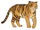 Tiger Drawing, Tiger, Animal Drawings concernant Comment Dessiner Un Tigre