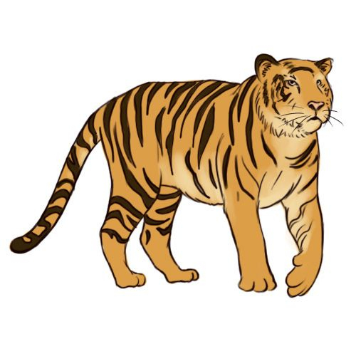 Tiger Drawing, Tiger, Animal Drawings concernant Comment Dessiner Un Tigre