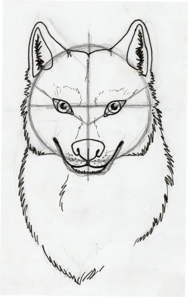 Tuto : Comment Dessiner Un Loup ? (2) concernant Loup Garou Dessin Facile