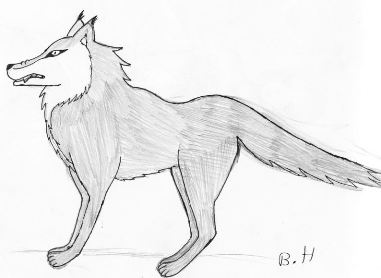 Tuto De Ven Comment Dessiner Un Loup dedans Loup Garou Dessin Facile