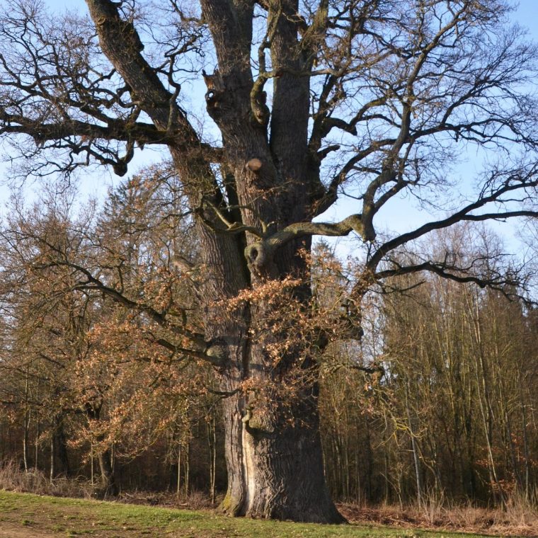 10 Gründe Warum Wir Menschen Bäume Brauchen – Baumpflegeportal serapportantà Warum Verlieren Bäume Blätter 10 Gründe Warum Wir Menschen Bäume Brauchen – Baumpflegeportal serapportantà Warum Verlieren Bäume Blätter
