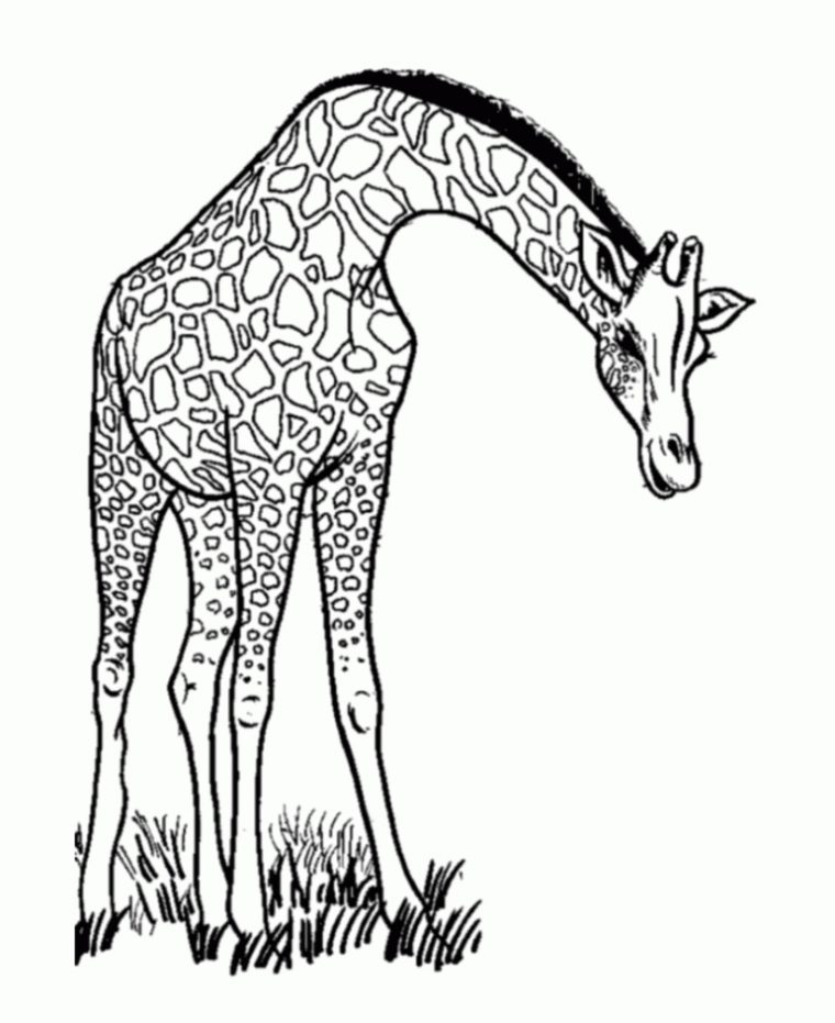 114 Dessins De Coloriage Girafe À Imprimer destiné Dessin Facile De Girafe