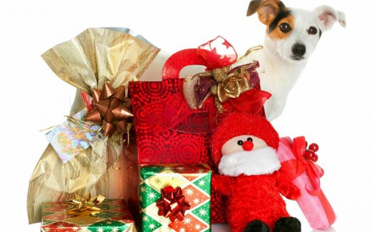 A Noël, Les Animaux De Compagnie Aussi Ont Droit À Leur destiné Le Noel Des Animaux