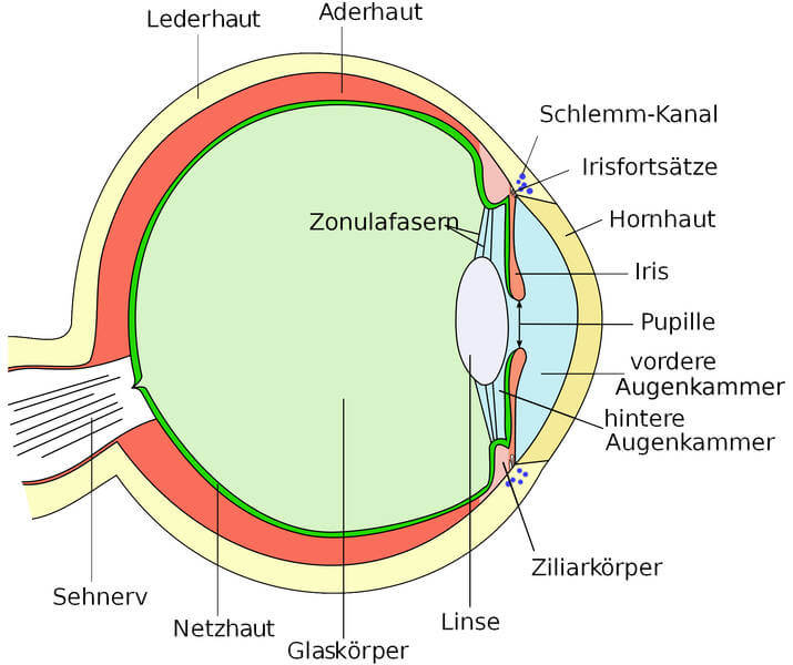 Aderhaut – Glossar Mit Fachbegriffen Aus Der Augenheilkunde à Das Auge Des Menschen