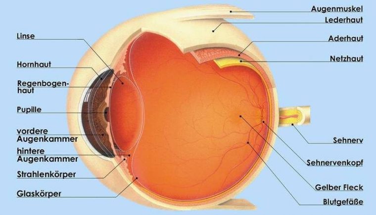 Alle Augenerkrankungen Für Nicht-Mediziner Erklärt. intérieur Das Auge Des Menschen