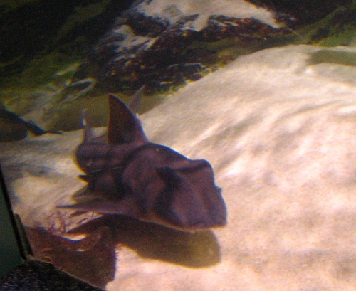 Aquarium à Seepferdchen Säugetier