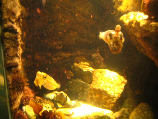 Aquarium destiné Seepferdchen Säugetier