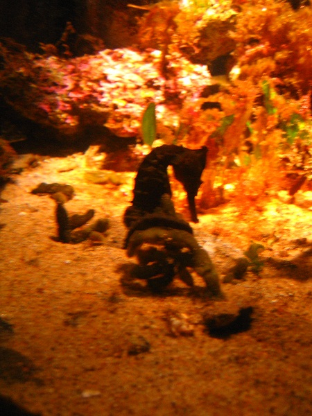 Aquarium encequiconcerne Seepferdchen Säugetier
