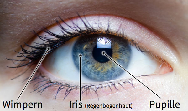 Auge – Klexikon – Das Freie Kinderlexikon dedans Das Auge Des Menschen Auge – Klexikon – Das Freie Kinderlexikon dedans Das Auge Des Menschen