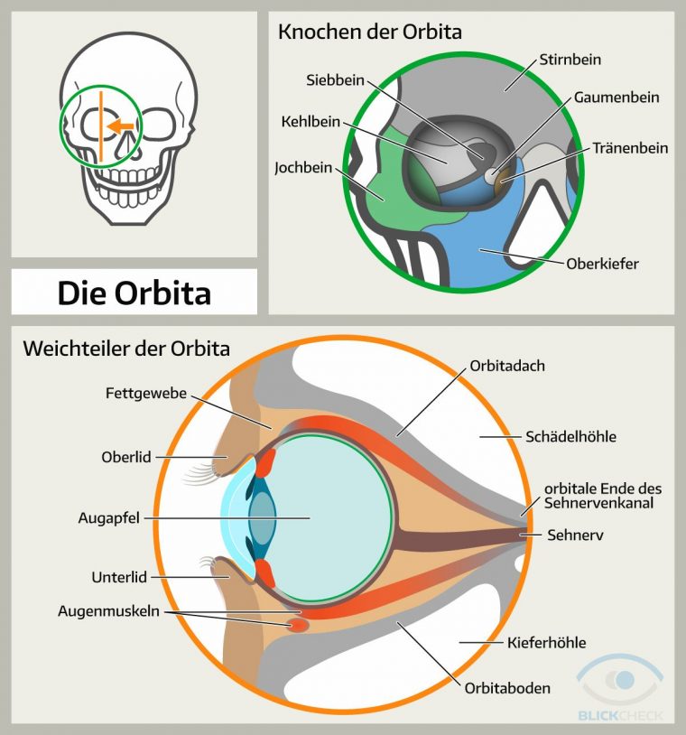 Augenhöhle (Orbita) (Mit Bildern) | Anatomie Knochen tout Das Auge Des Menschen Augenhöhle (Orbita) (Mit Bildern) | Anatomie Knochen tout Das Auge Des Menschen