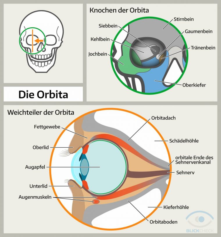 Augenhöhle (Orbita) (Mit Bildern) | Anatomie Knochen tout Das Auge Des Menschen