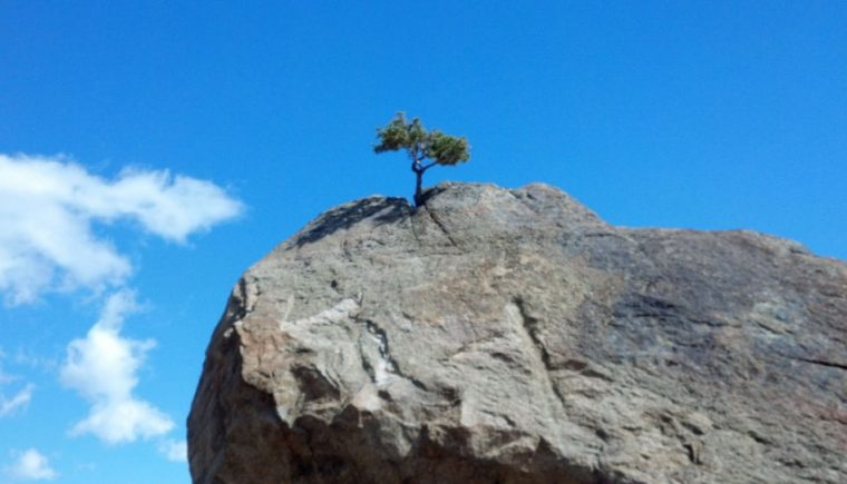 Baum Wächst Aus Fels | Treuimglauben.de intérieur Wie Ein Baum Wächst